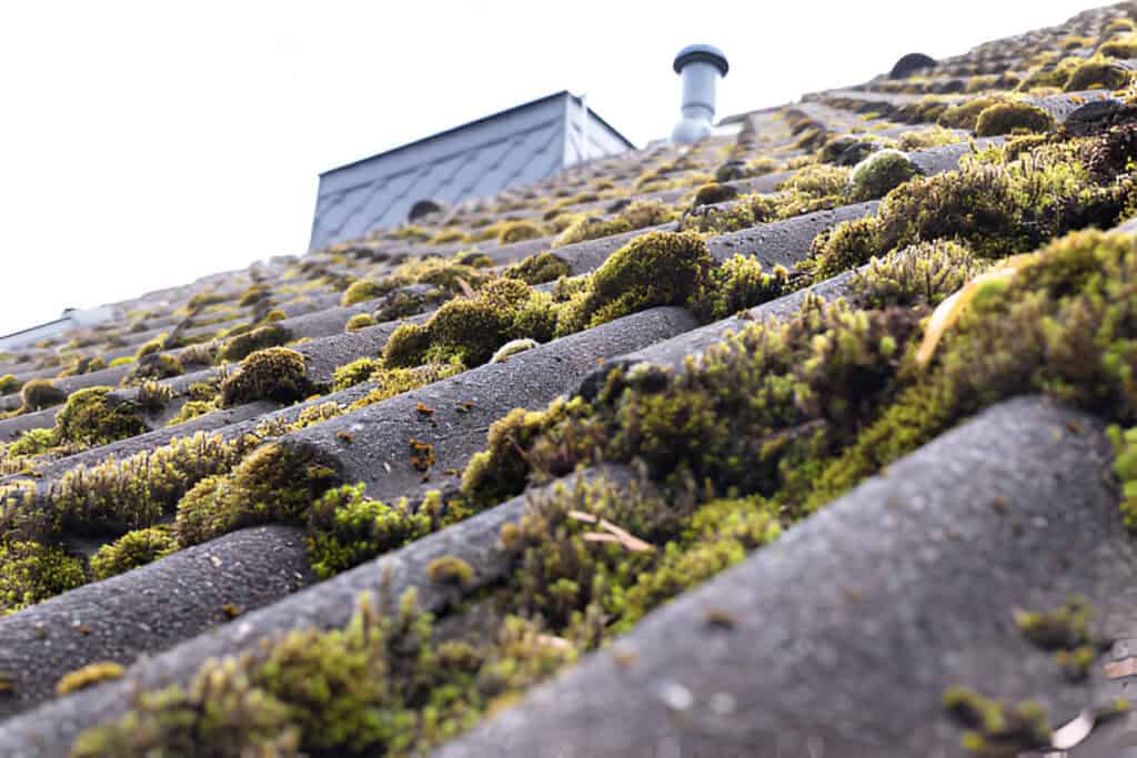 Roof Moss Removal