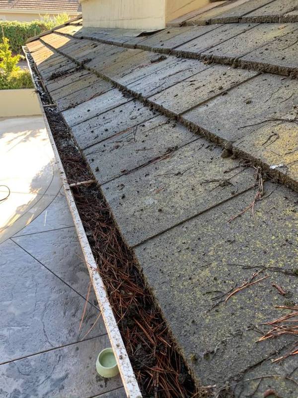 Gutter packed with pine needles along a tile roof